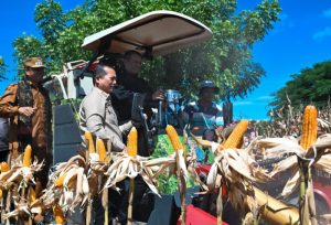 Panen Raya Jagung, Mentan Andi Amran Soroti Harga Tak Sesuai HPP