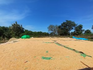 Masih Siapkan Gudang Penampungan, Bulog Bima Belum Bisa Beli 21.800 ton Jagung Petani di Bima dan Dompu