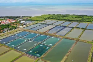 Ini Profil Perusahaan Tambak Udang Diduga Ilegal di Sape Kabupaten Bima