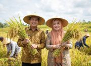 Produksi Padi NTB 2025 Naik 16,85 Persen, Pemprov Optimistis Swasembada Pangan 2026