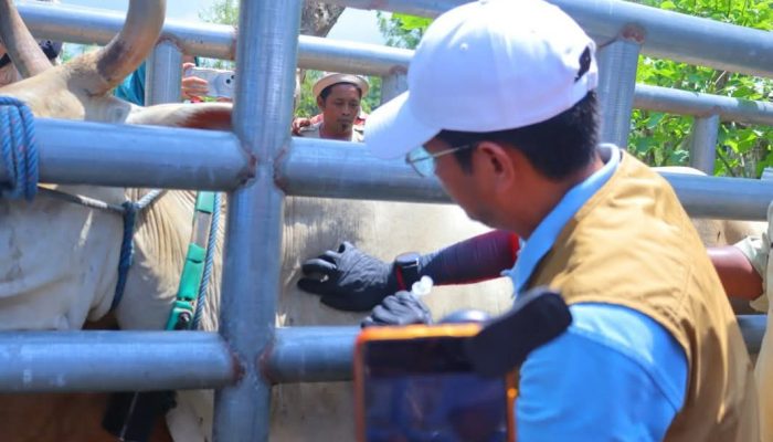 Cegah Wabah PMK, Bupati Dompu Gerak Cepat Lindungi Ribuan Ternak